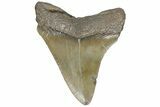 Serrated, Juvenile Megalodon Tooth - South Carolina #183084-1